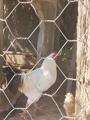 vendo galo brahma com 7 meses, mais informações no privado