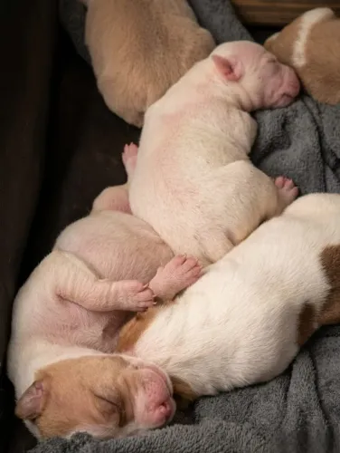 Venda Pit Bull 