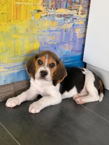Filhotes De Beagle - Nada Se Compara Ao Air Sincero De Um Filhote