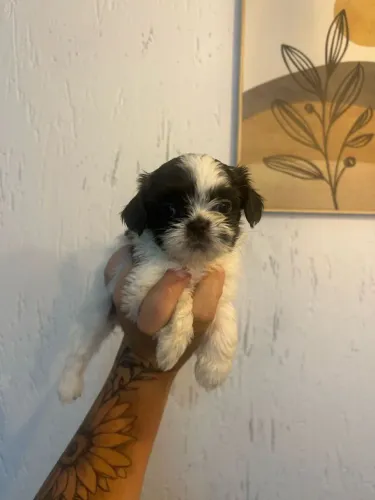 Filhote shih tzu, A felicidade tem quatro patas e um rabinho que não para de abanar!