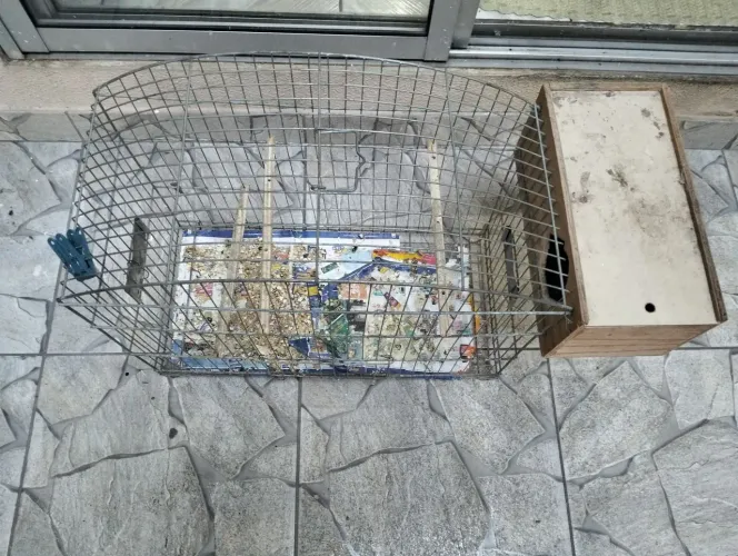 Vende gaiola 