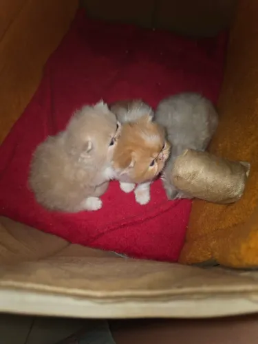 Filhote de Gato Persa