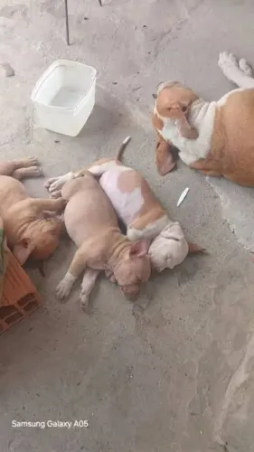Doação de pitbull