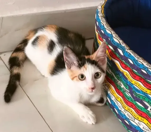 Filhote Gatinha de 3 meses, para Adoção Responsável