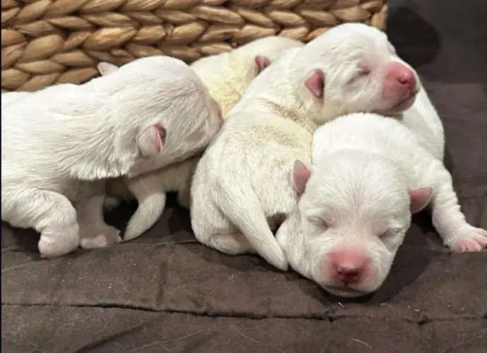 West highland White Terrier: Pura fofura e lealdade 