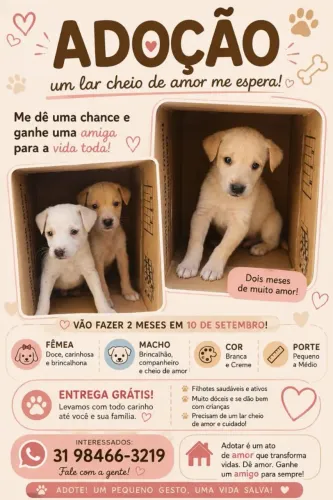 Adoção de filhotes em Belo Horizonte