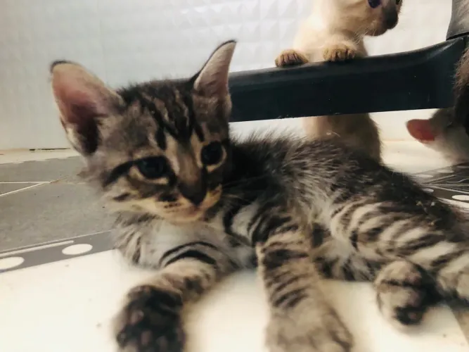 Gatinhos para doação 