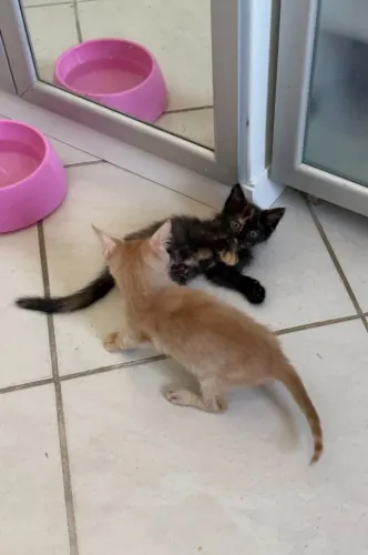 gatinhos filhotes