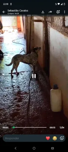 Filhote boiadeiro australiano fêmea