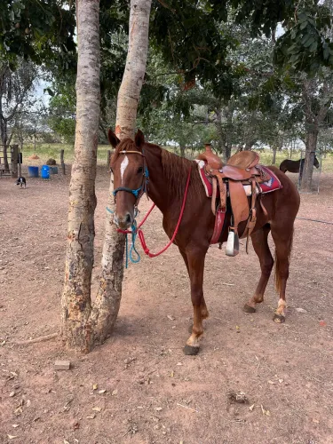 Cavalo 