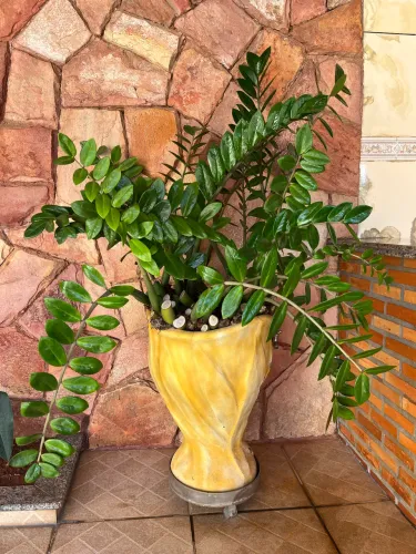Vaso de planta natural