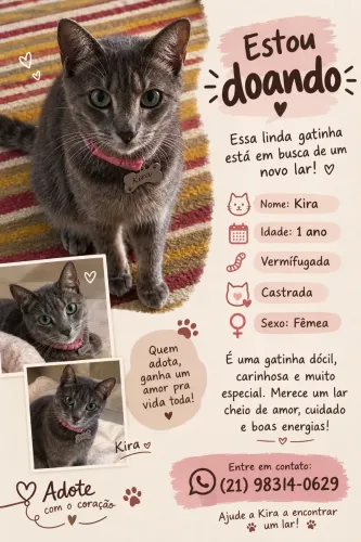 doação gatinha castrada