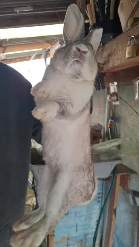 Macho da raça Crioulo