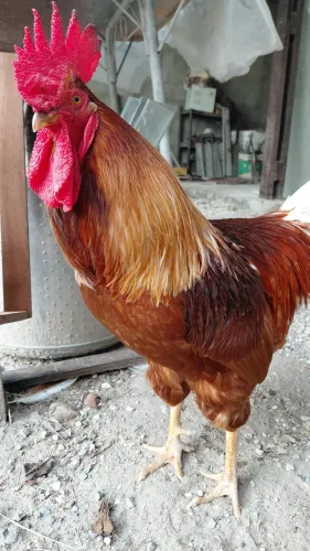 Casal de Rhode Island Red