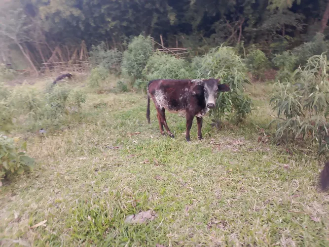 vanda de Mini novilha 
