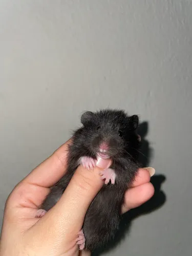 Hamster