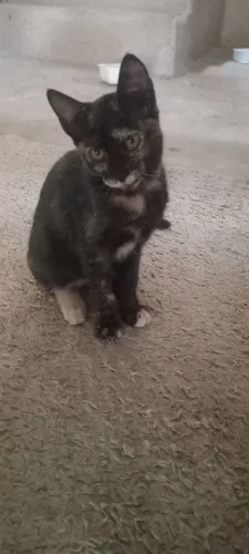 Gatas para doação 