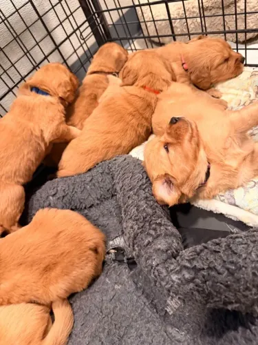 Filhotes de Golden Retriever | Amor peludo instantâneo!