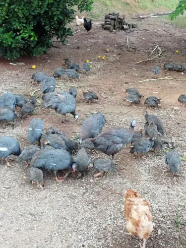 Galinha da Angola