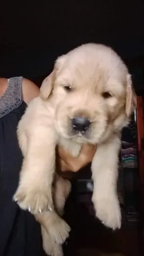 Golden Retriver macho