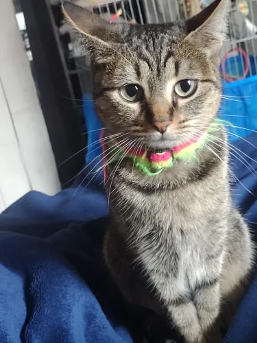 Doação de gato