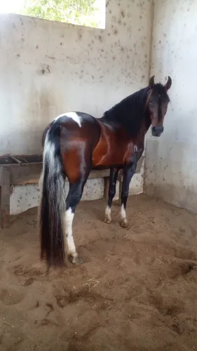 Cavalo mangalarga marchador, registrado no definitivo, cavalo de ótima índole, e Dócil!