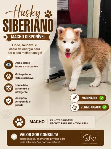 Husky siberiano