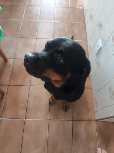 Busco Novo Lar Adotivo para essa linda Cadela Rottweiler de 2 anos de Idade