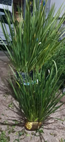 Plantas pra jardim
