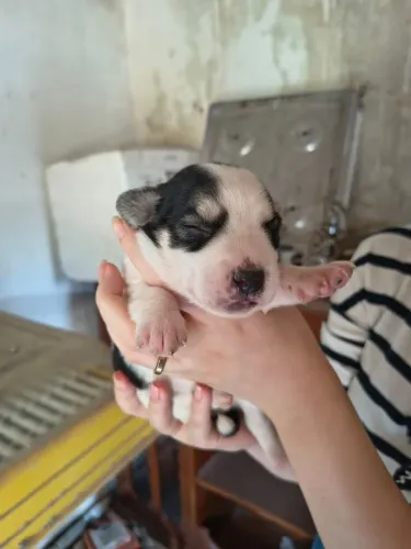 Filhote de cachorro