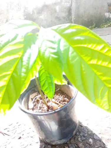 Abacateiro