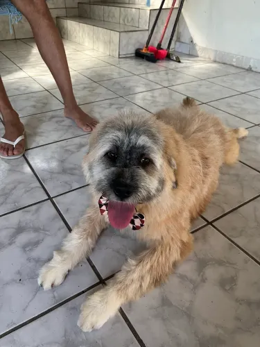 Doa-se cachorrinho peludo