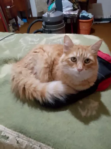 ADOTE lindo gato laranja peludo
