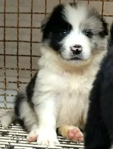 Border Collie ? Compra com Segurança: V10 Importada e Garantias de Saúde