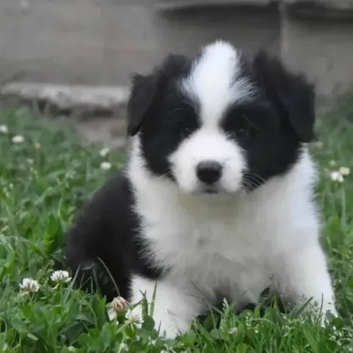 Filhotes de Border Collie | Filhotes super dóceis.