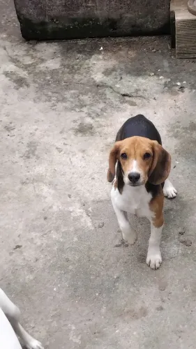 Beagle macho