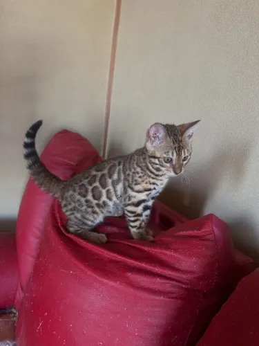 Bengal Cat | Gato Bengal | Gato De Bengala 
