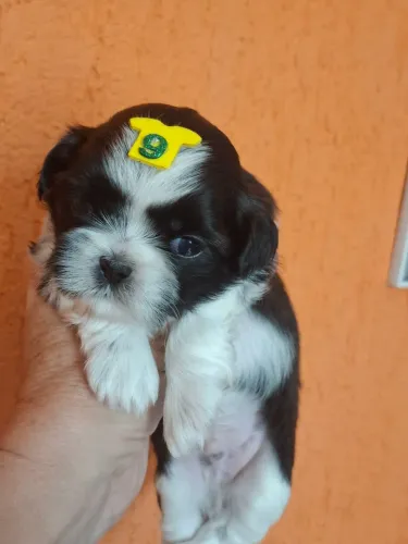 PROMOÇÃO DE SHIH TZU BRANCO E CHOCOLATE MACHINHO