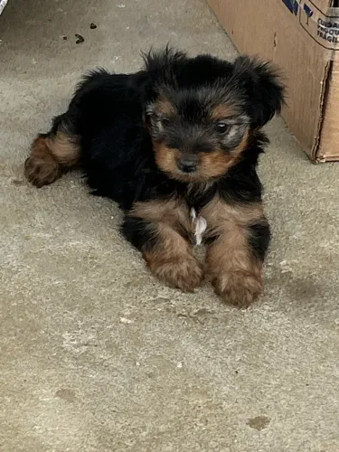 Yorkshire Terrie Mini
