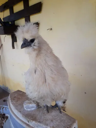 Galinha sedosa do Japão