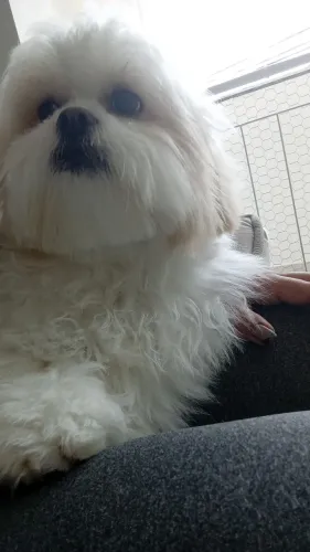 Filhote shitzu 6 meses macho
