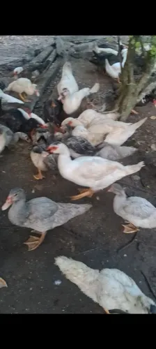 PATAS ( FÊMEA) VENDO ADULTAS.