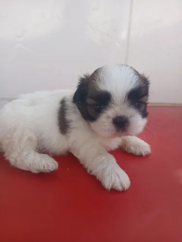 Lindos filhotes disponíveis!
