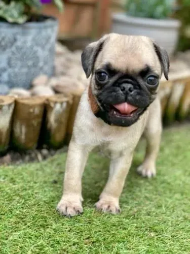 Filhote de Pug perfeito para companhia ao longo do dia a dia.