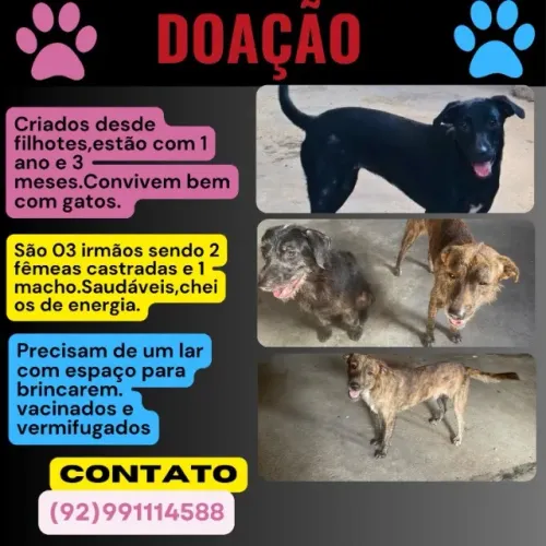 Adote um Amigo