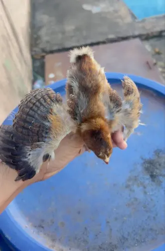 Vende pintinho de poedeira 