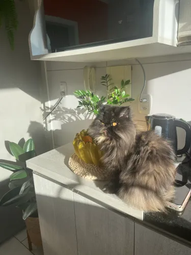 A procura de um namorado para minha gata Persa
