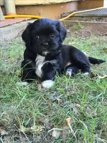 Vendo lhasa apso filhote fêmea 