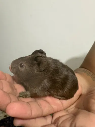 Porquinhos da índia