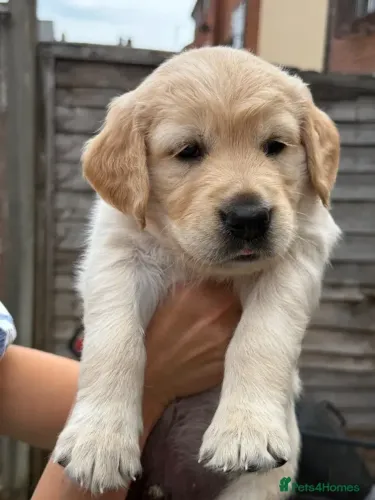 Filhotinhos carinhoso Golden Retriever